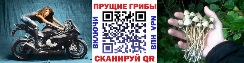 Купить  Анива  Псилоцибиновые грибы MAGIC MUSHROOMS 
